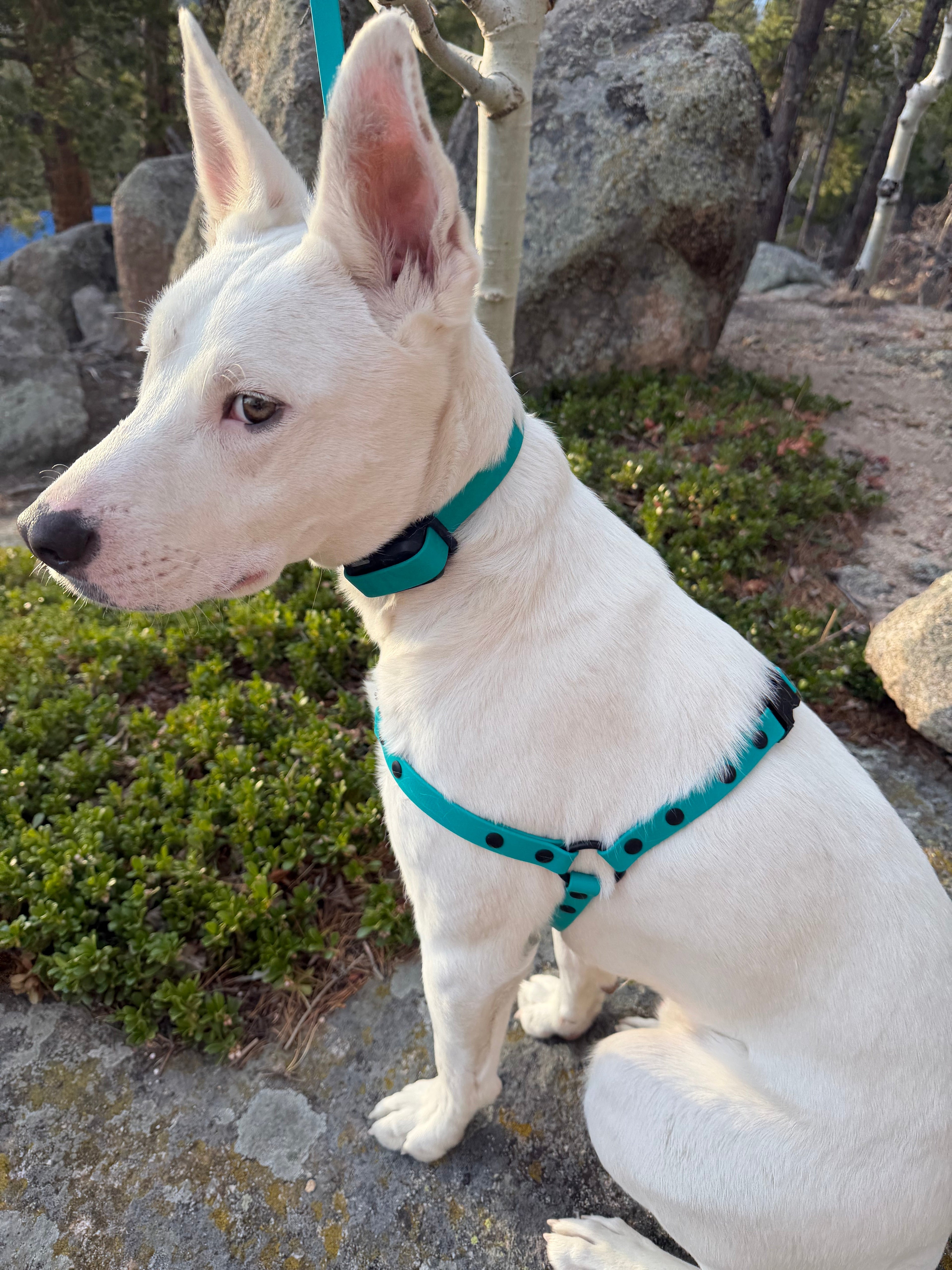 Harness