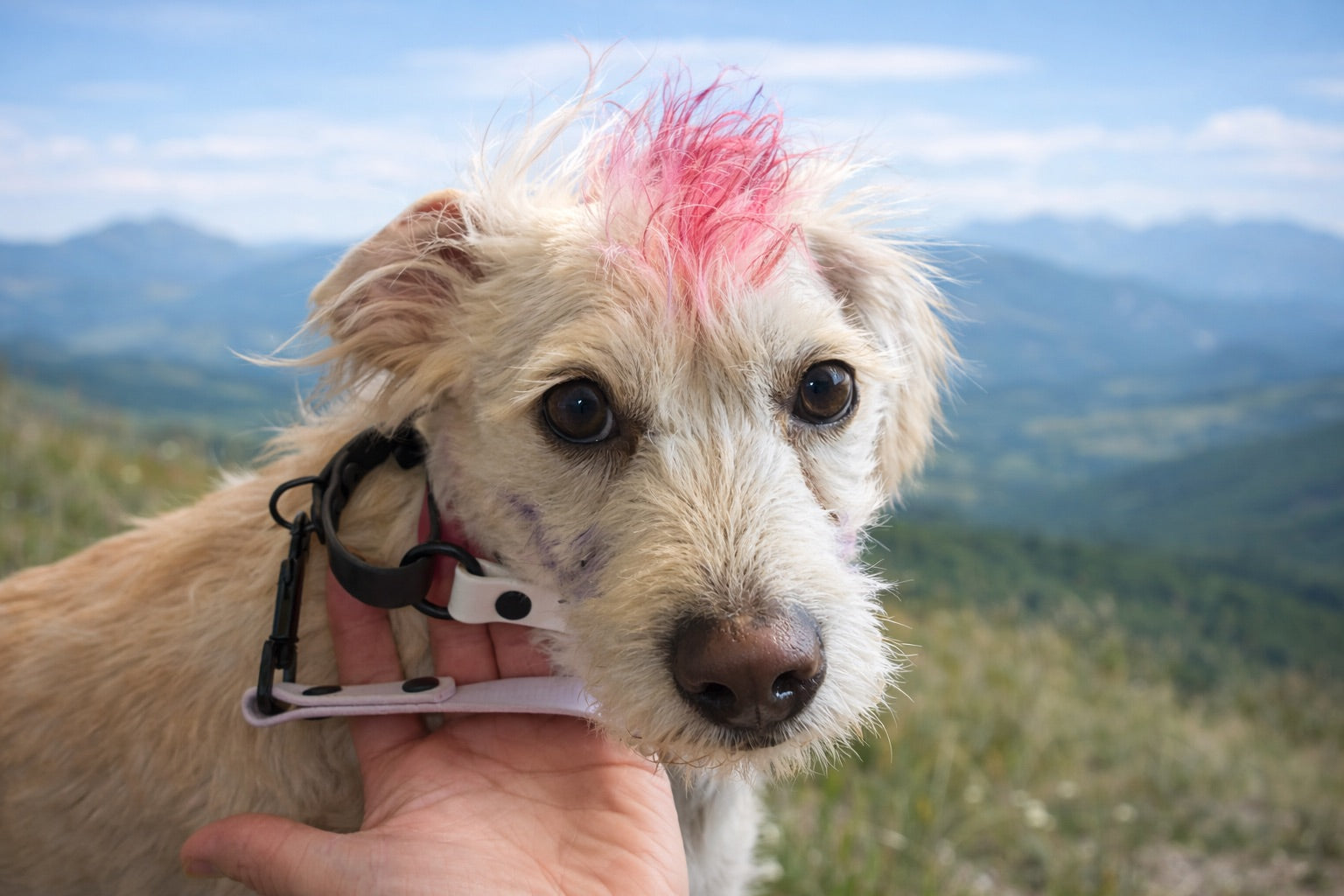 Martingale Collar With Biothane Loop