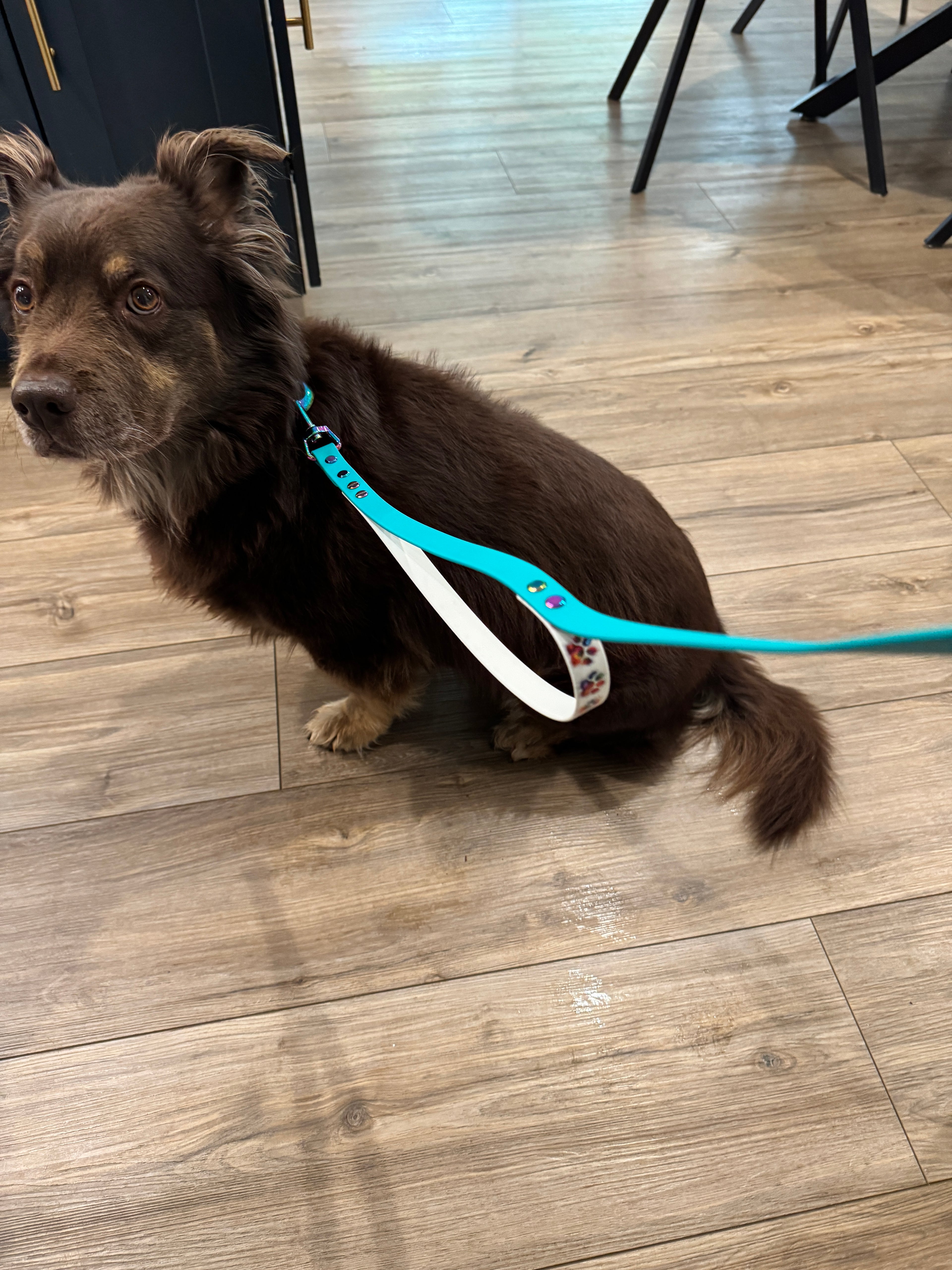 6 Ft Leash with Special Print Traffic Handle and Oil Slick Hardware