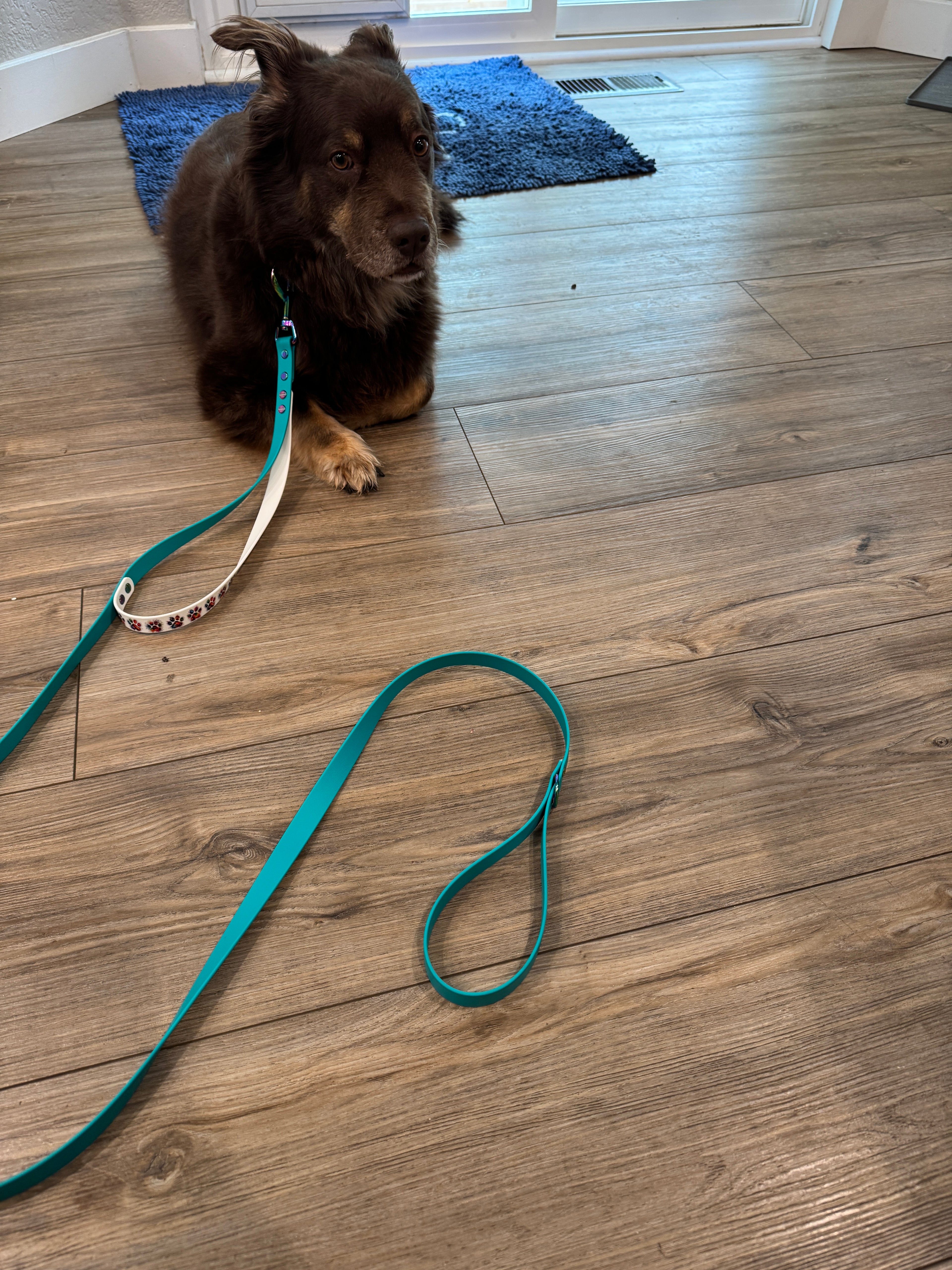 6 Ft Leash with Special Print Traffic Handle and Oil Slick Hardware