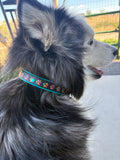 Buckle Collar with Special Print and Oil Slick Hardware