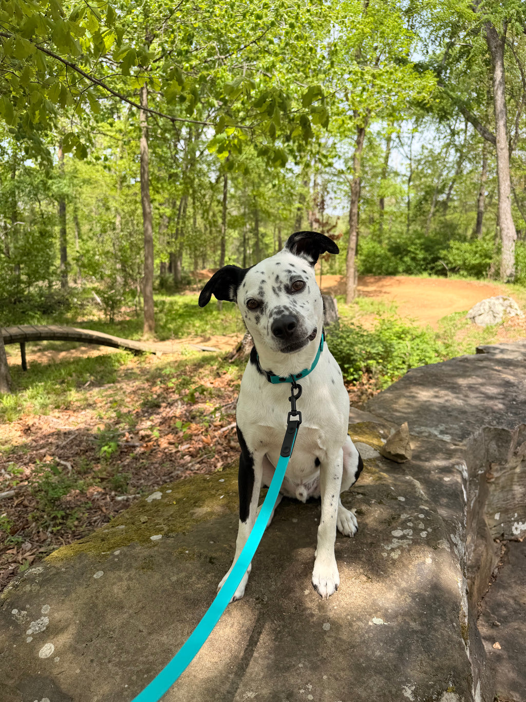 4 Foot Leash