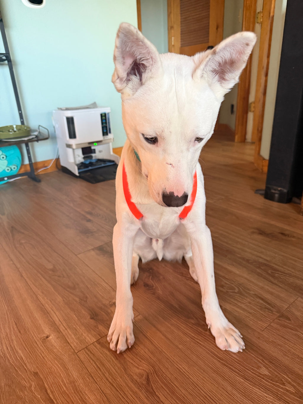 Grooming Sling