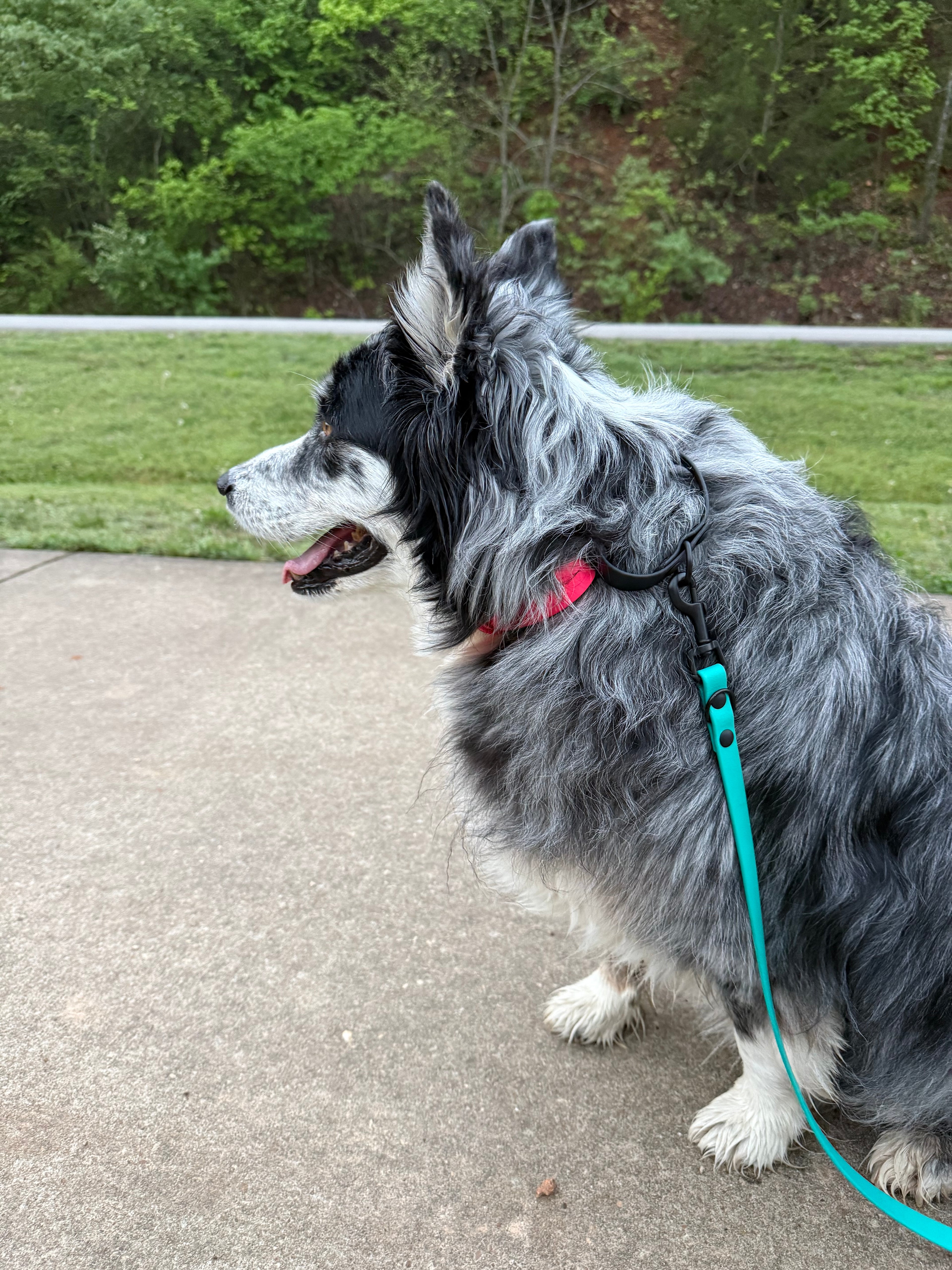 Martingale Collar With Biothane Loop