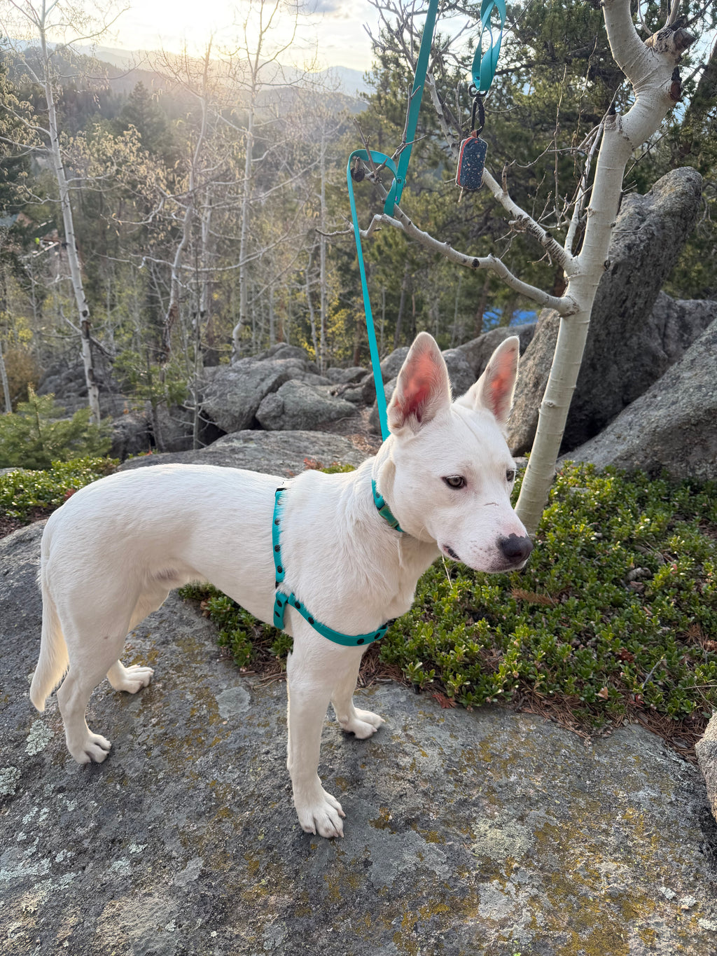 No Pull Harness