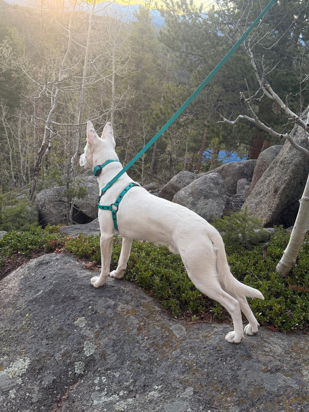 No Pull Harness