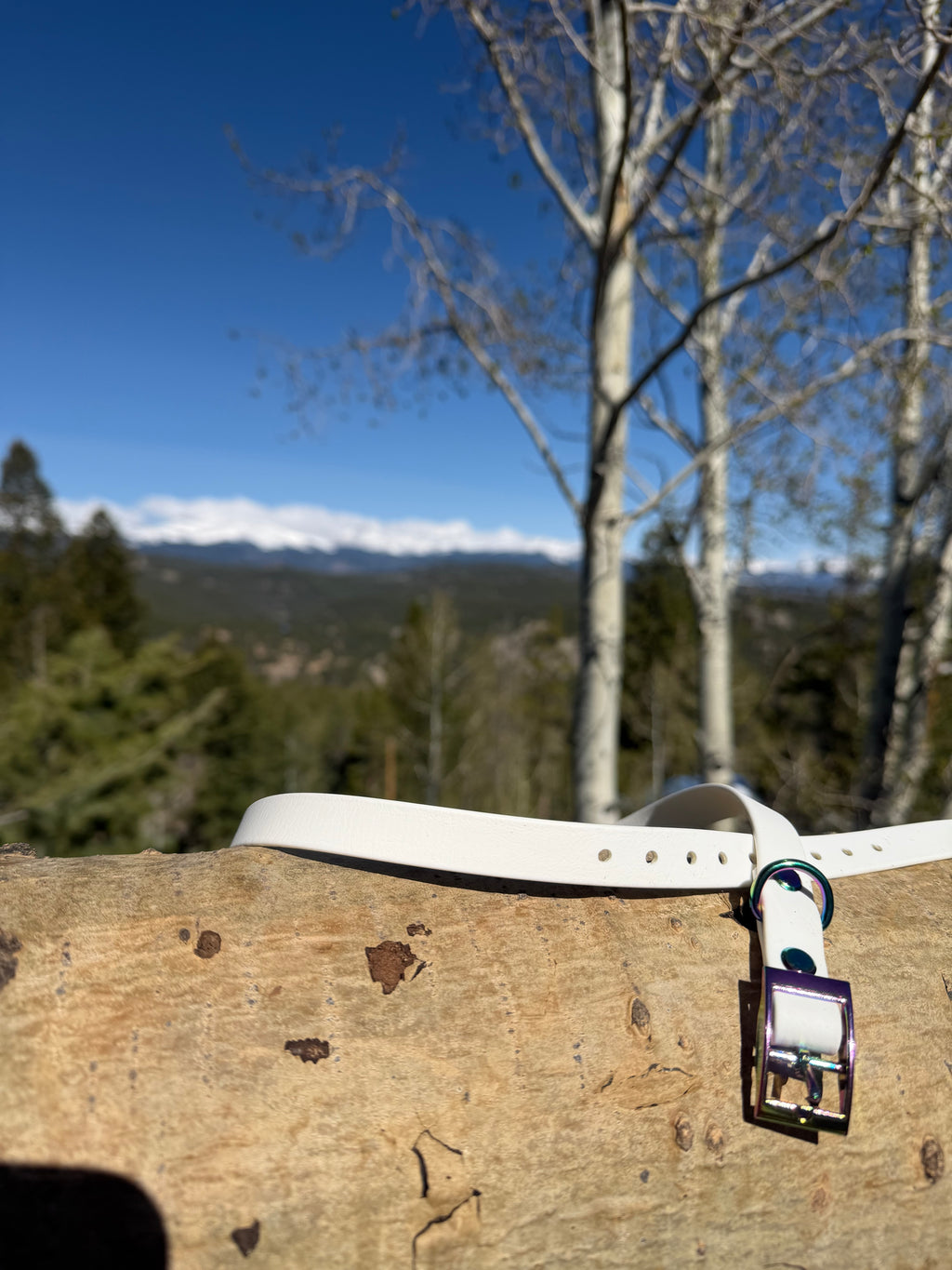 Buckle Collar