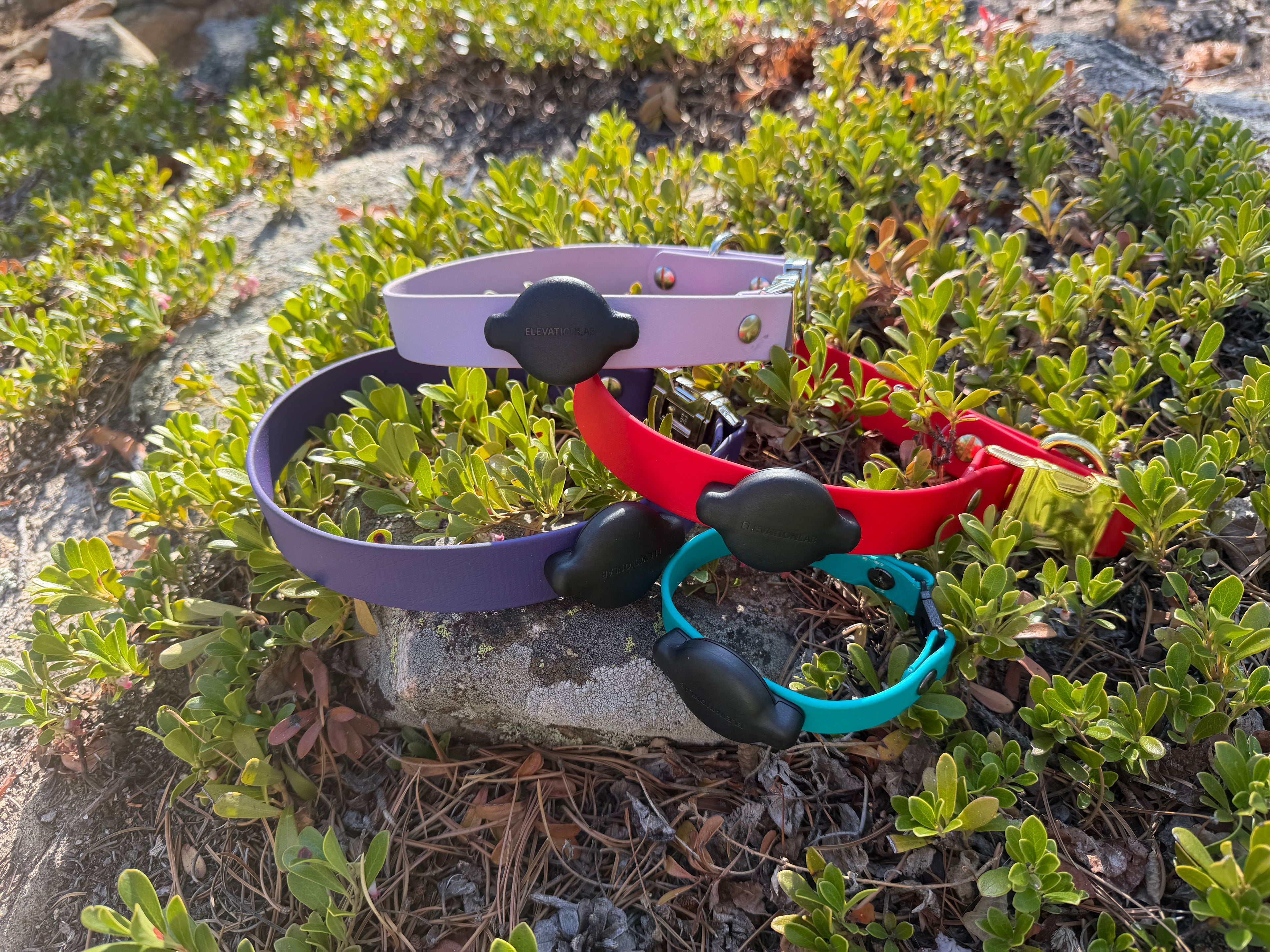 Custom Fit Collar with Quick Release, Nonadjustable with Apple Tag Holder