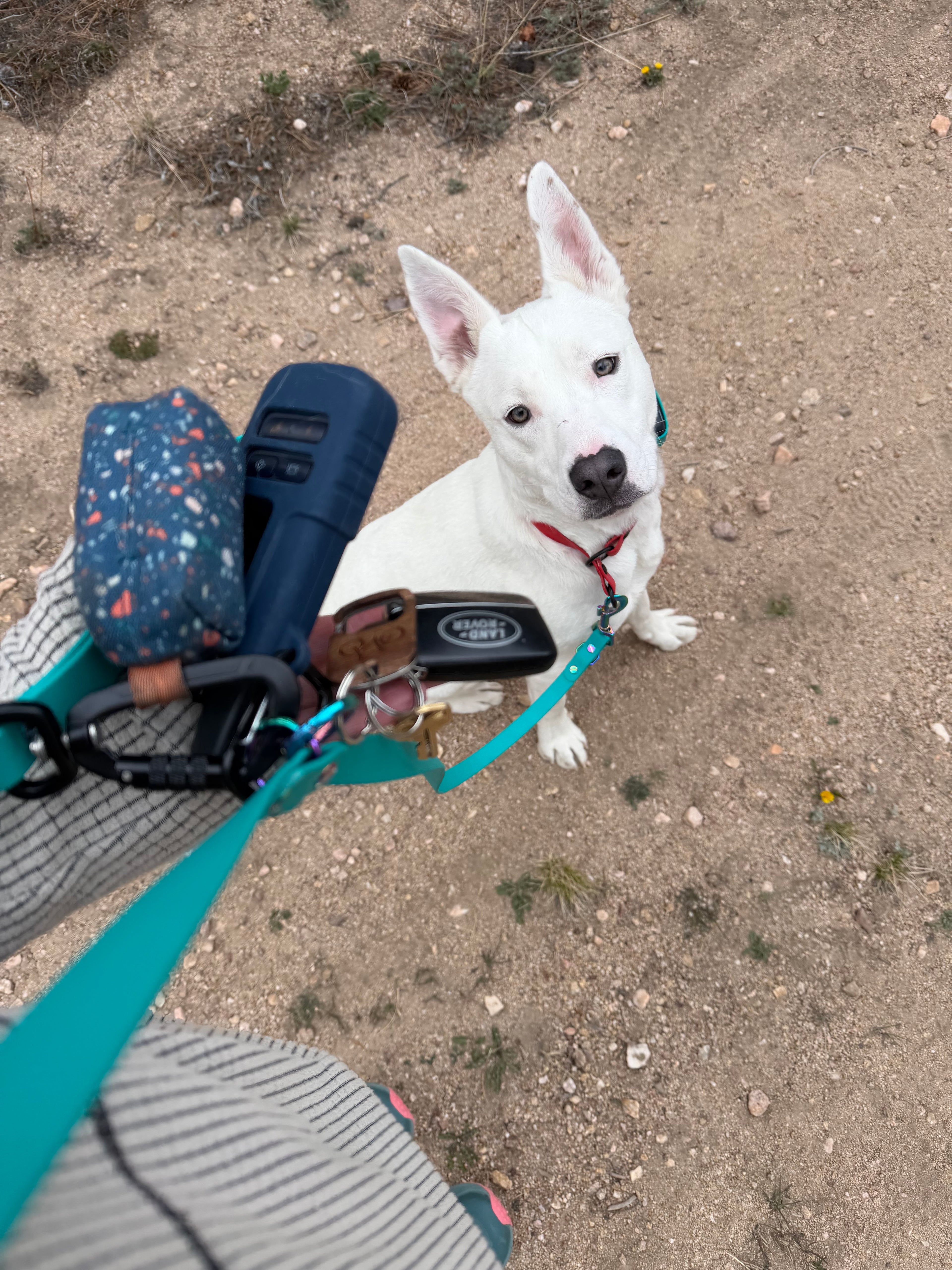 Hands Free Leash