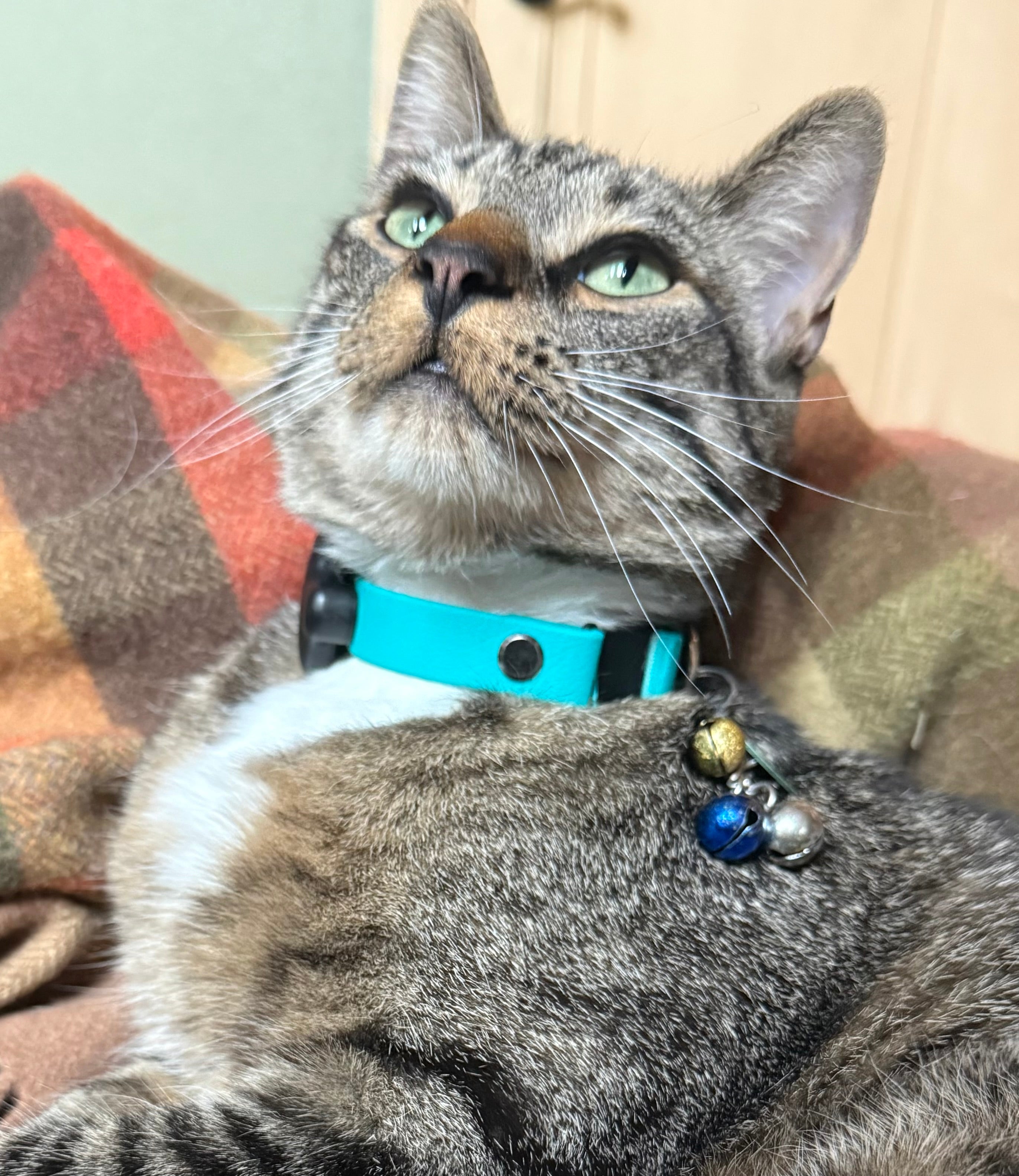Buckle Collar