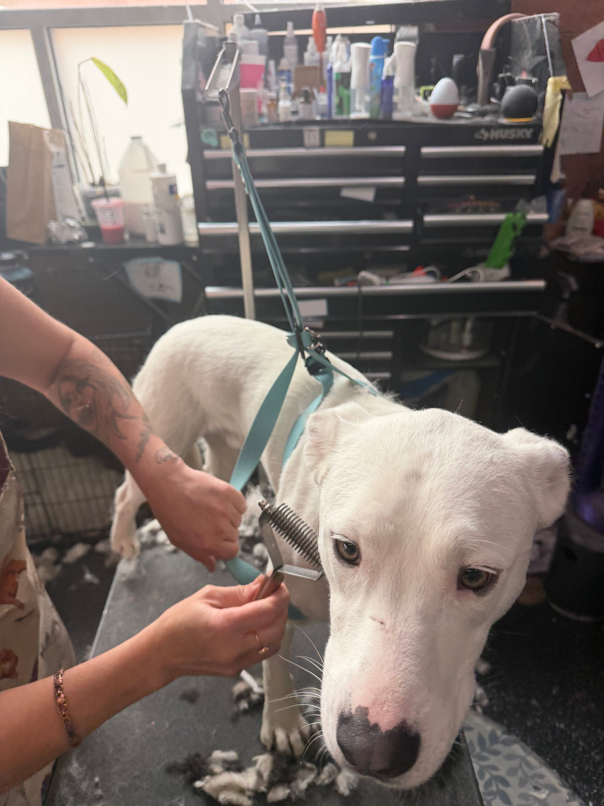 Grooming Sling